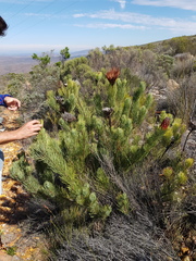 Protea aristata