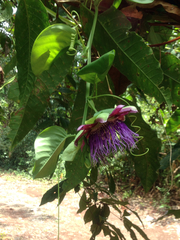 Passiflora quadrangularis
