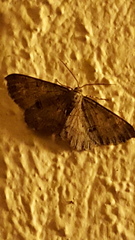 Melanolophia flexilinea