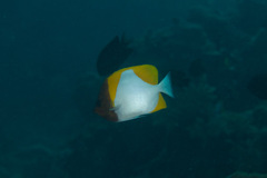 Hemitaurichthys polylepis