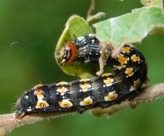 Hypocala deflorata