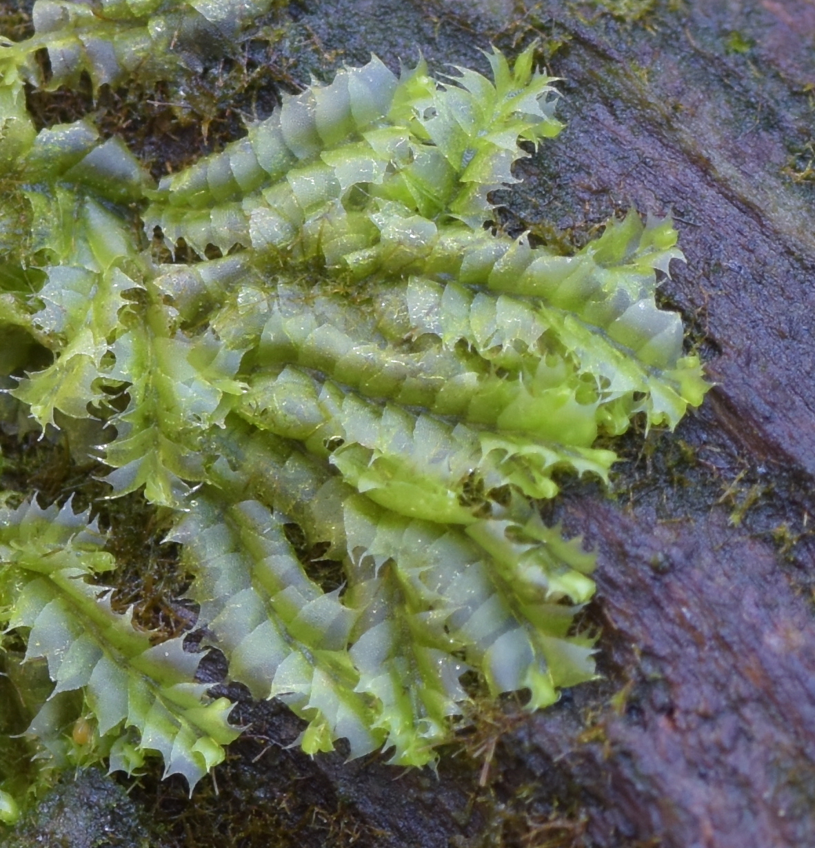 Lophocolea bidentata
