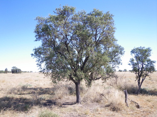 Myall Creek Wattle (Acacia atrox)