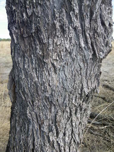 Image of Acacia atrox by (c) Lachlan Copeland, some rights reserved (CC BY-SA)