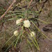 Acacia atrox planitiicola - Photo (c) Lachlan Copeland, μερικά δικαιώματα διατηρούνται (CC BY-NC), uploaded by Lachlan Copeland