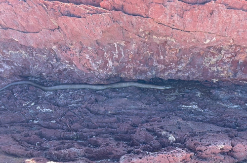 Tiger Snake sighting