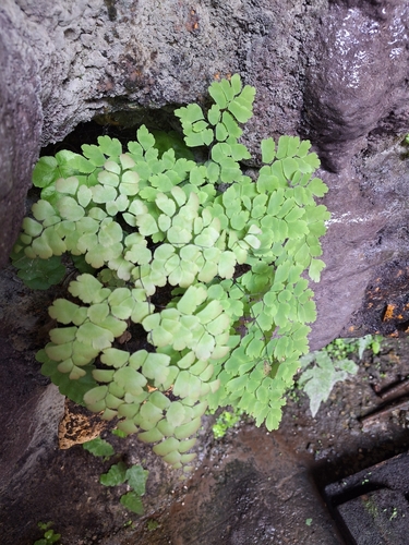 culantrillo de agua