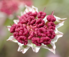 Lomatium hooveri