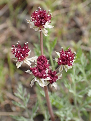 Lomatium hooveri