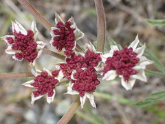 Lomatium hooveri