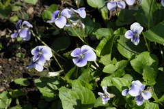 Viola × melissifolia