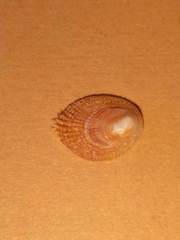 Pilosabia trigona
