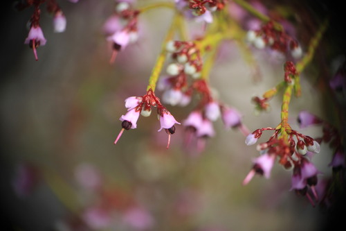 Beardanther Heath (Erica hermani)