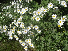 Argyranthemum adauctum