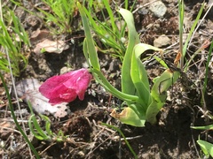 Fritillaria pluriflora