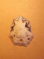 Patelloida saccharina