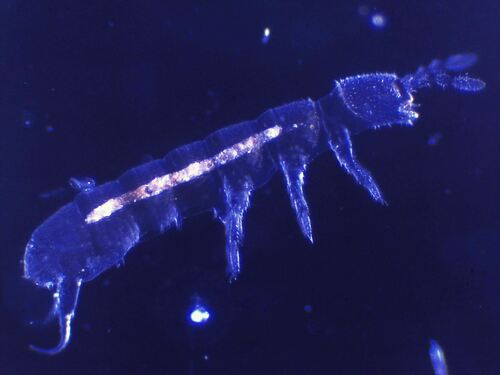 Representative image of Hemisotoma