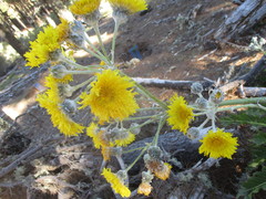 Sonchus acaulis