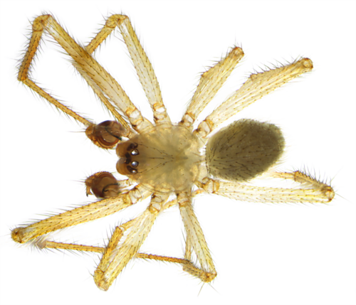 Pallid cave spider