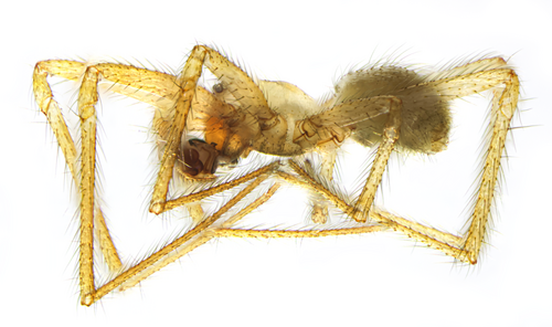 Pallid cave spider