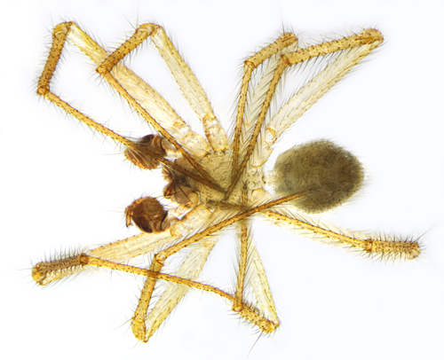 Pallid cave spider