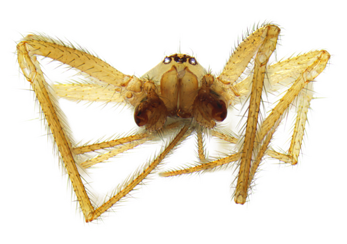 Pallid cave spider