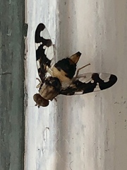 Afrocneros excellens