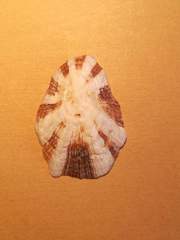 Patella ulyssiponensis