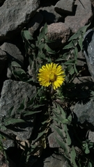 Taraxacum
