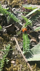 Coccinella septempunctata