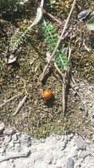 Coccinella septempunctata