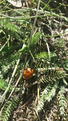 Coccinella septempunctata