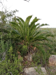 Encephalartos longifolius