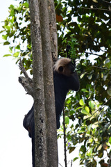 Semnopithecus johnii