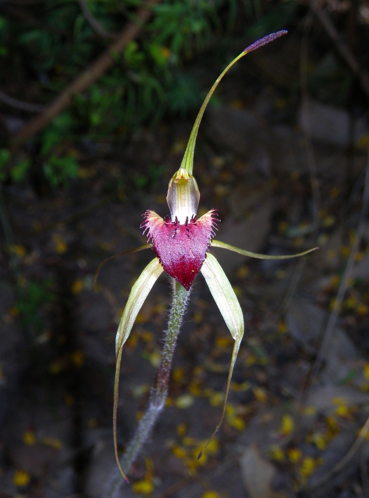 Caladenia subtilis
