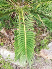 Encephalartos longifolius