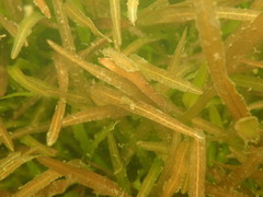Potamogeton ochreatus