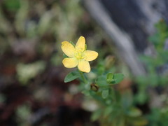 Hypericum involutum