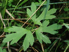 Ranunculus urvilleanus