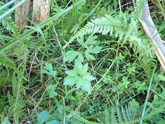 Ranunculus urvilleanus