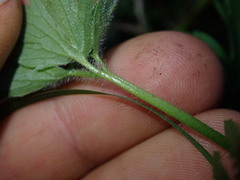 Ranunculus urvilleanus