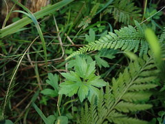 Ranunculus urvilleanus