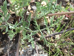 Lomatium hooveri