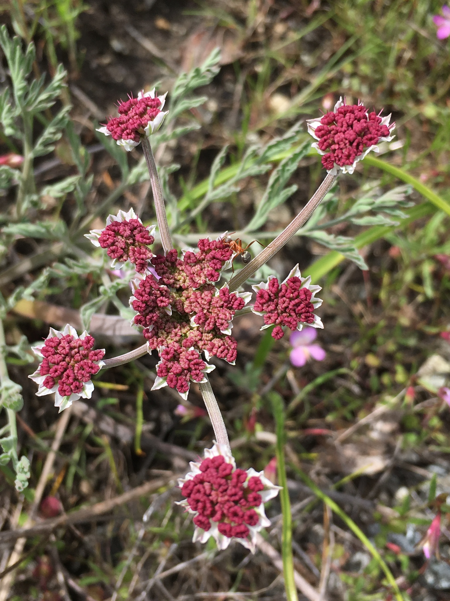 Lomatium hooveri