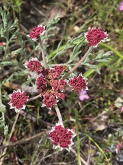 Lomatium hooveri