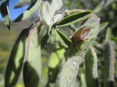 Piezodorus punctipes