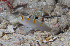 Amblyeleotris randalli