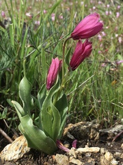 Fritillaria pluriflora