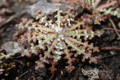 Malacothrix floccifera