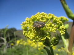 Graphosoma interruptum